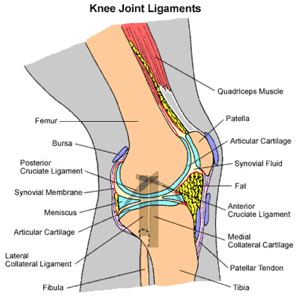 Dog Stifle Anatomy